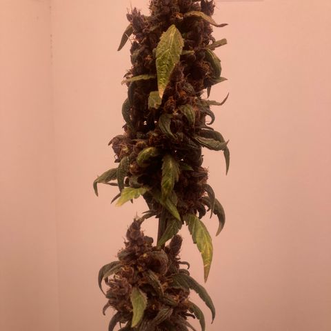 Mc Carol de Niterói - Red Kush Auto growlog timeline photo