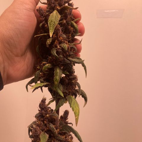 Mc Carol de Niterói - Red Kush Auto growlog timeline photo