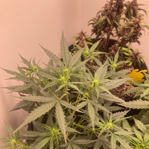Empusa - Red Sugar Auto growlog timeline photo
