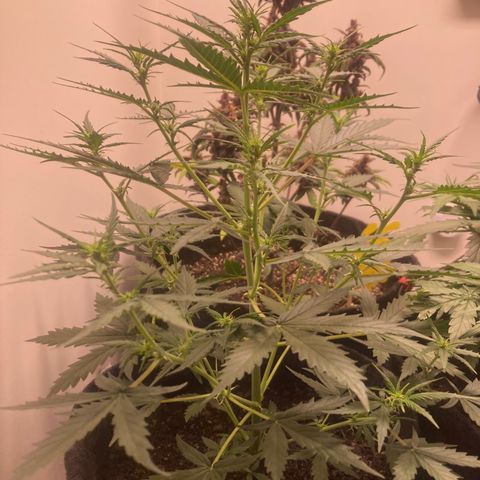 Empusa - Red Sugar Auto growlog timeline photo