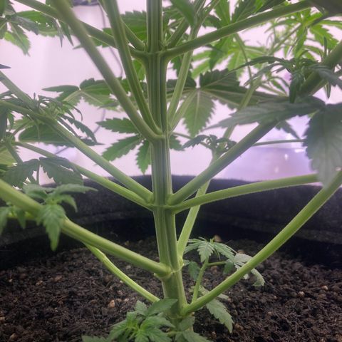 Jahi - OG Kush Auto growlog timeline photo