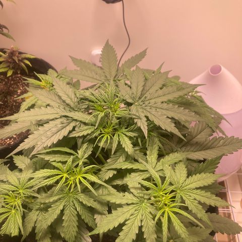 Jahi - OG Kush Auto growlog timeline photo