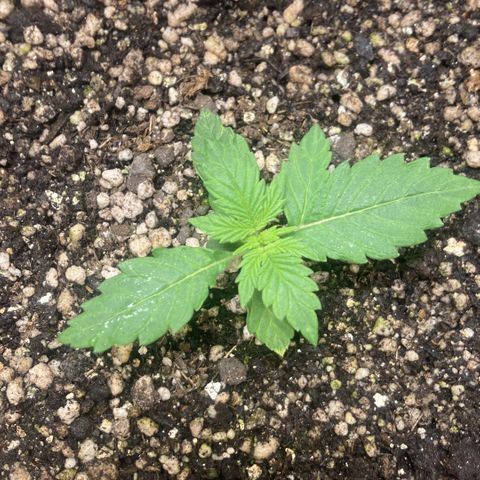 Nortinha - Northern Light FastBuds growlog timeline photo