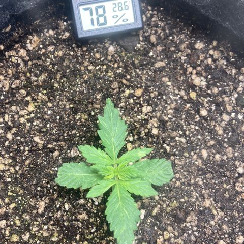 Fênix - Red Skunk Auto growlog timeline photo