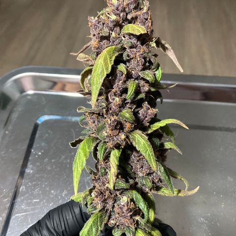 Mc Carol de Niterói - Red Kush Auto growlog timeline photo
