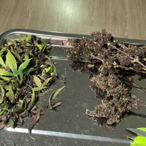Mc Carol de Niterói - Red Kush Auto growlog timeline photo