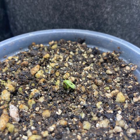 She so Crazy - Insanity OG Foto growlog timeline photo