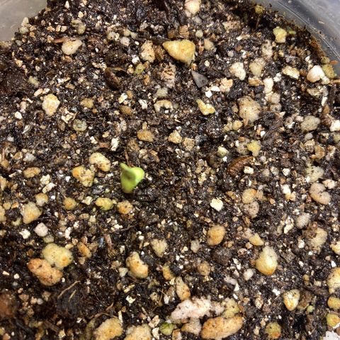 She so Crazy - Insanity OG Foto growlog timeline photo