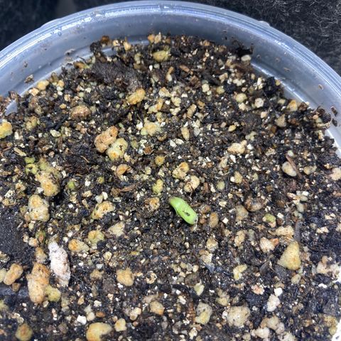 She so Crazy - Insanity OG Foto growlog timeline photo