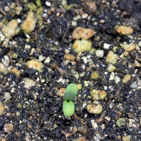She so Crazy - Insanity OG Foto growlog timeline photo