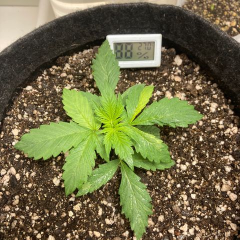 Fênix - Red Skunk Auto growlog timeline photo