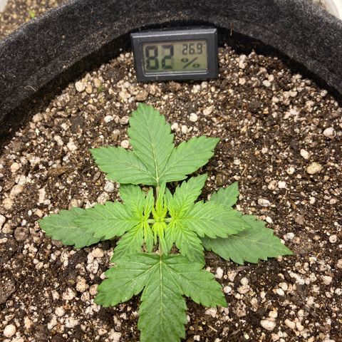 Nortinha - Northern Light FastBuds growlog timeline photo
