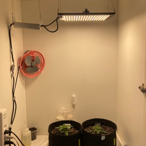 She so Crazy - Insanity OG Foto growlog timeline photo