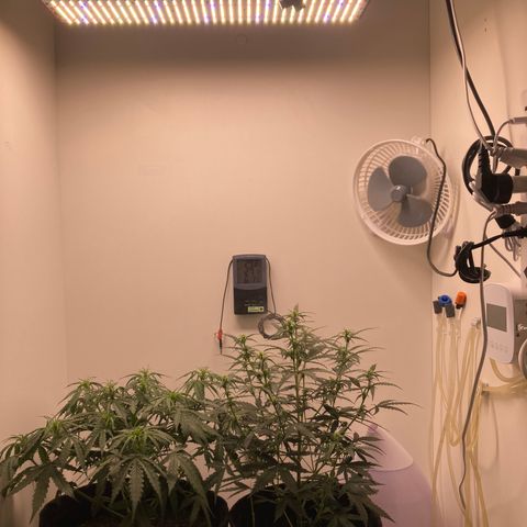 Mc Carol de Niterói - Red Kush Auto growlog timeline photo
