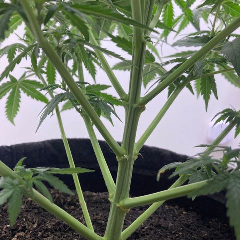 Jahi - OG Kush Auto growlog timeline photo