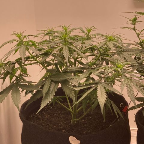 Jahi - OG Kush Auto growlog timeline photo