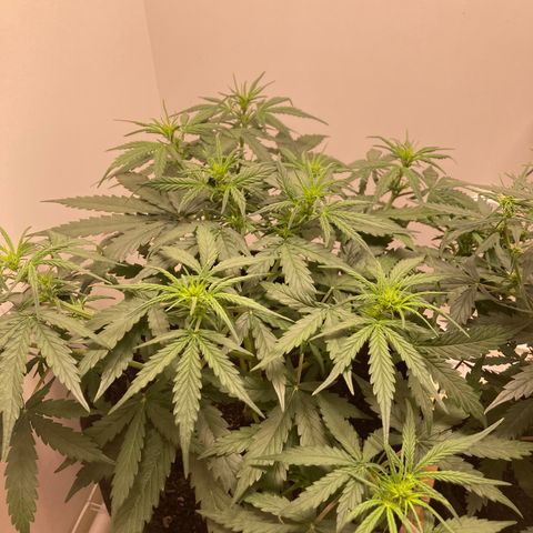 Jahi - OG Kush Auto growlog timeline photo