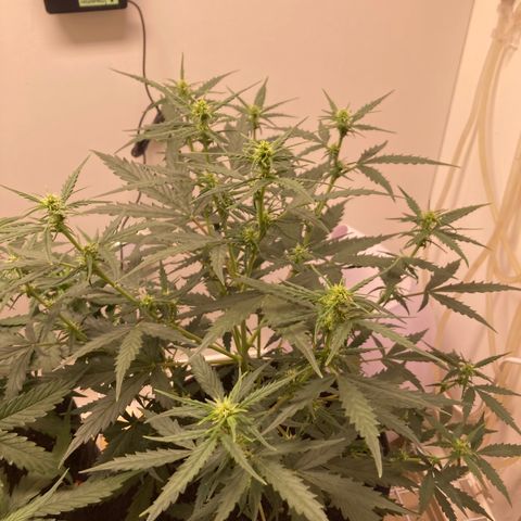 Empusa - Red Sugar Auto growlog timeline photo