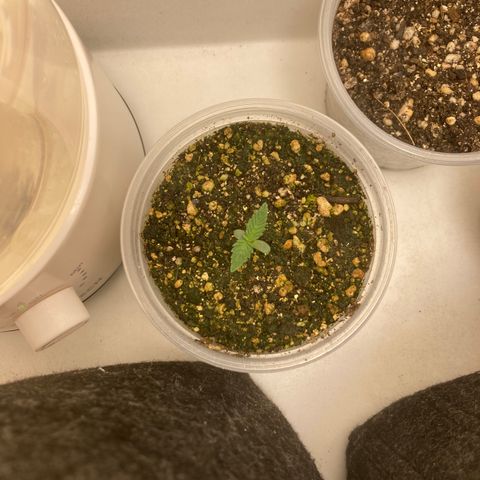She so Crazy - Insanity OG Foto growlog timeline photo