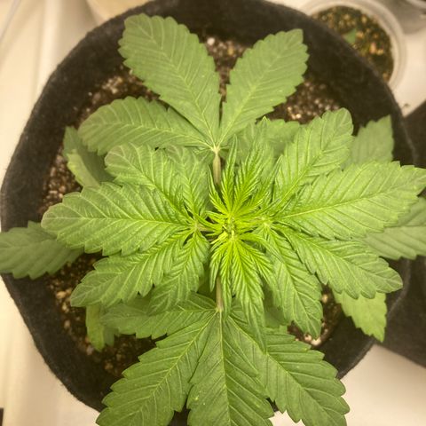 Fênix - Red Skunk Auto growlog timeline photo