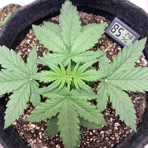 Nortinha - Northern Light FastBuds growlog timeline photo