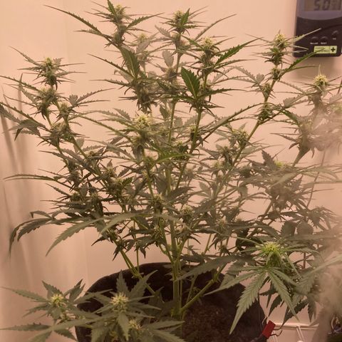 Empusa - Red Sugar Auto growlog timeline photo