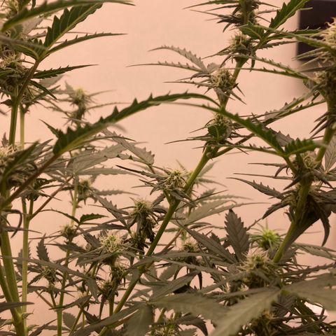 Empusa - Red Sugar Auto growlog timeline photo