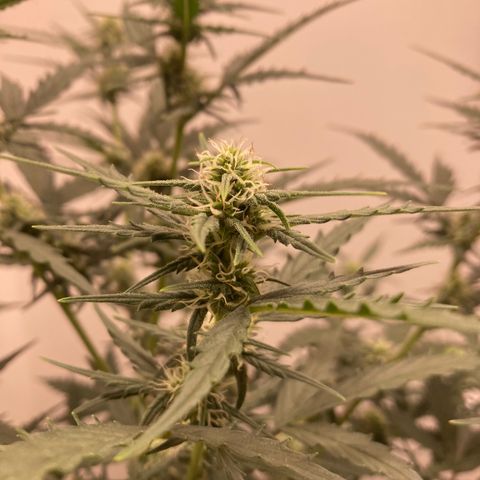 Empusa - Red Sugar Auto growlog timeline photo