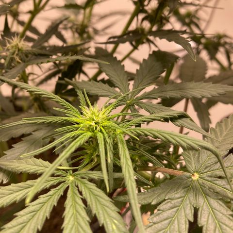 Jahi - OG Kush Auto growlog timeline photo