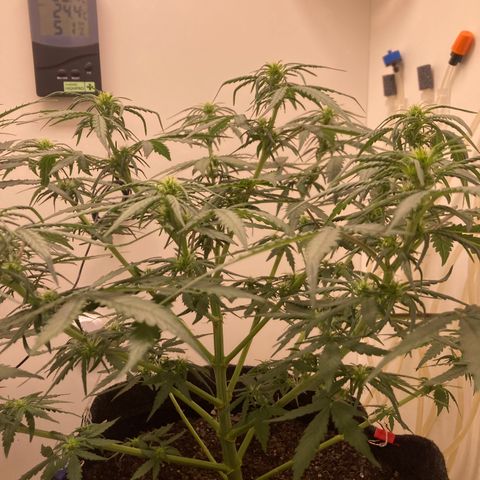 Jahi - OG Kush Auto growlog timeline photo
