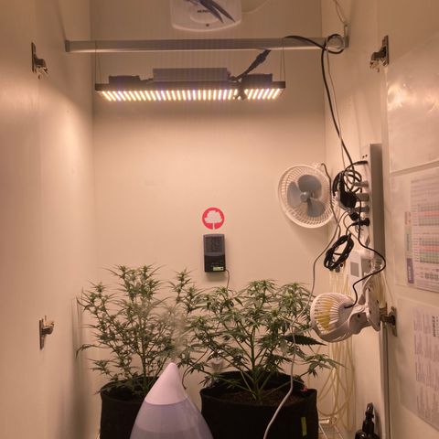 Mc Carol de Niterói - Red Kush Auto growlog photo: Umidificador queimou no momento da higienização, tive que providenciar outro com urgência, o clima sem o umidificador é impossível de não estressar as automáticas. 