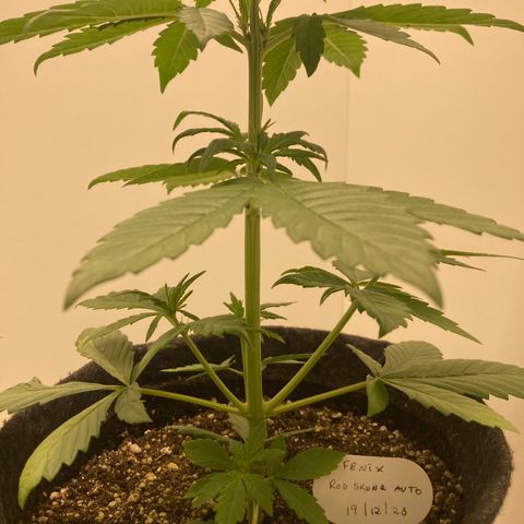 Fênix - Red Skunk Auto growlog timeline photo