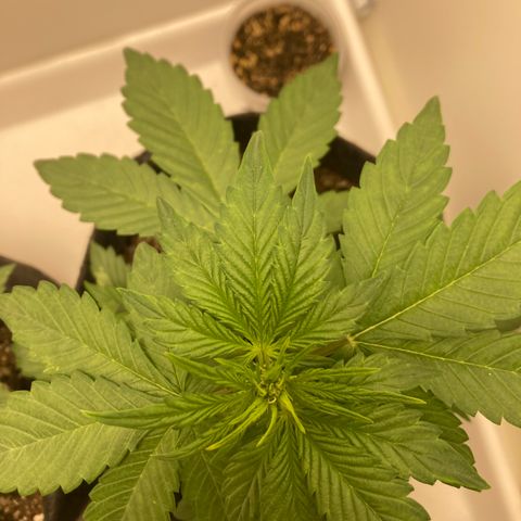 Fênix - Red Skunk Auto growlog timeline photo