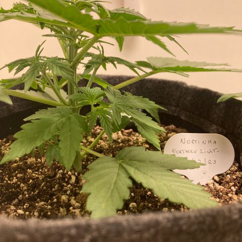 Nortinha - Northern Light FastBuds growlog timeline photo