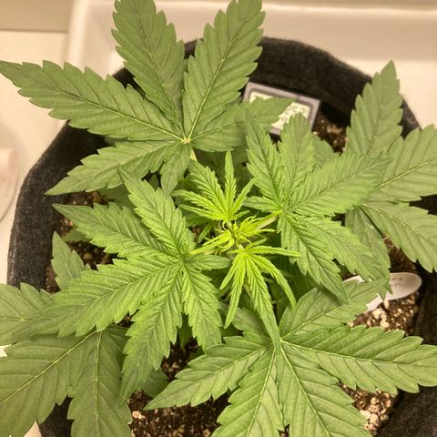 Nortinha - Northern Light FastBuds growlog timeline photo