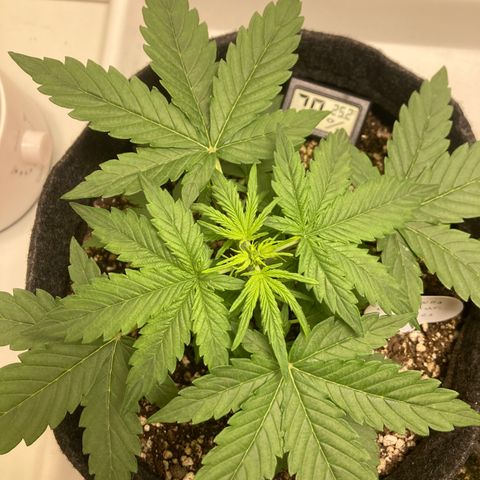 Nortinha - Northern Light FastBuds growlog timeline photo