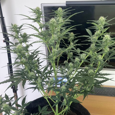 Empusa - Red Sugar Auto growlog timeline photo
