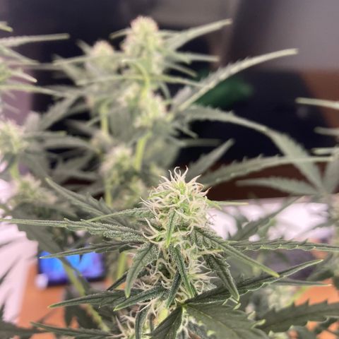 Empusa - Red Sugar Auto growlog timeline photo