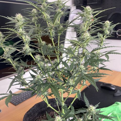 Empusa - Red Sugar Auto growlog timeline photo
