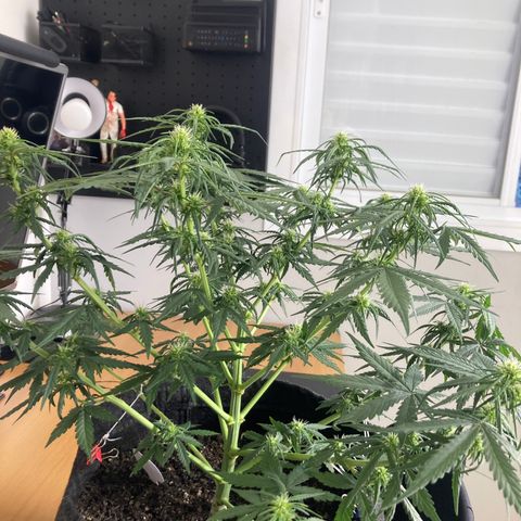 Jahi - OG Kush Auto growlog timeline photo