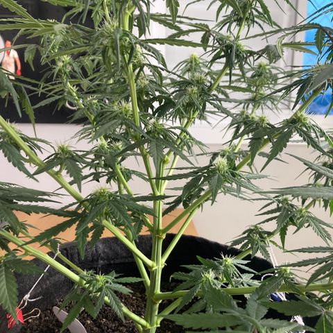 Jahi - OG Kush Auto growlog timeline photo