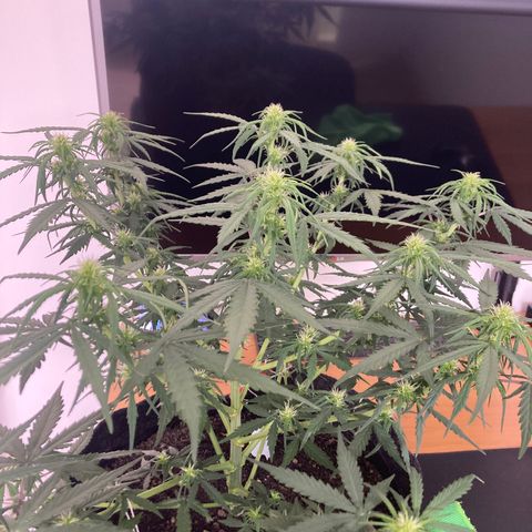 Jahi - OG Kush Auto growlog timeline photo