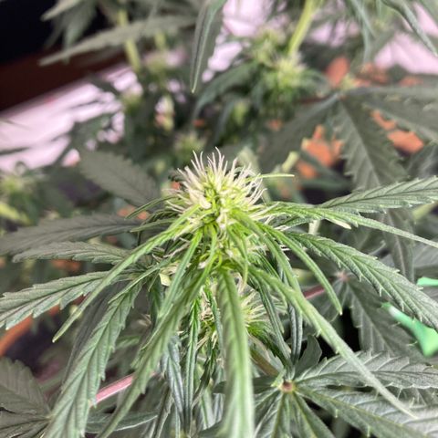 Jahi - OG Kush Auto growlog timeline photo
