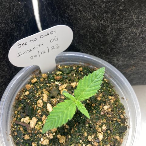 She so Crazy - Insanity OG Foto growlog timeline photo