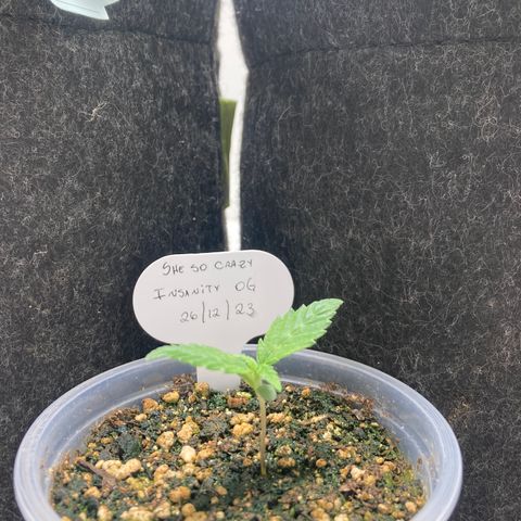 She so Crazy - Insanity OG Foto growlog timeline photo