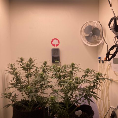 Mc Carol de Niterói - Red Kush Auto growlog timeline photo
