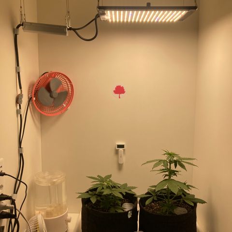 She so Crazy - Insanity OG Foto growlog timeline photo