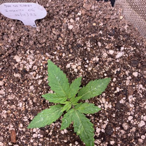 She so Crazy - Insanity OG Foto growlog timeline photo
