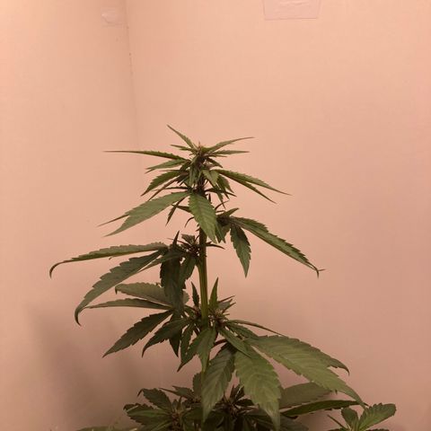 Fênix - Red Skunk Auto growlog timeline photo