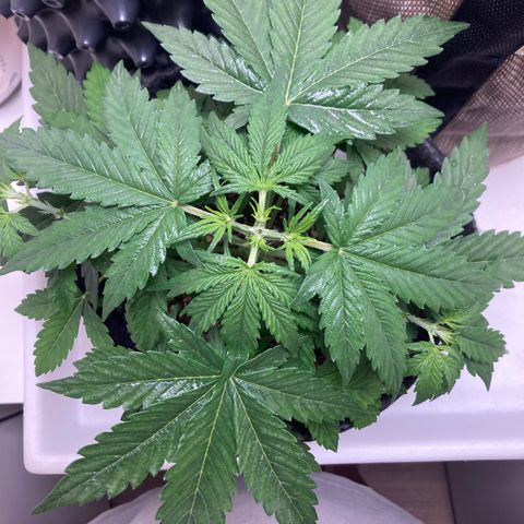 Nortinha - Northern Light FastBuds growlog timeline photo
